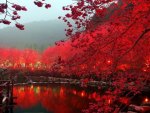 Lighted Cherry Blossom Lake