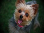 Yorkshire terrier