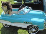 Chihuahua on a blue car