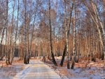 *** Birch forest in winter ***