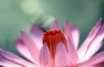 The Blooming Water Lily