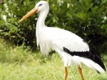 Stork