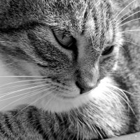 Black and White Beauty