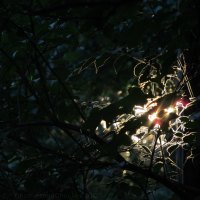 Sunset Through Leaves