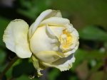 Yellow Rose