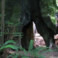 Hollow redwood