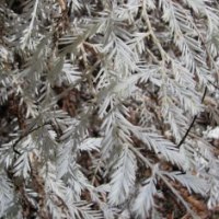 Albino Redwood