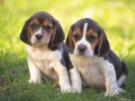 Beagle Pups