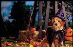 Halloween pups