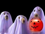 Spooky Dogs
