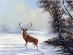 Solitary Stag