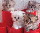 kittens in a red pots