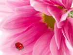Lady Bug on Pink Gerbera