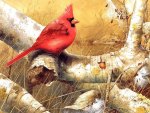 Cardinal in Fall