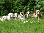 *** English Bulldog Puppes ***
