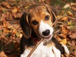 Autumn Beagel