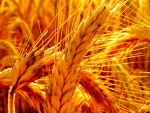 Amber Waves of Grain