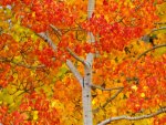 Firey Coloured Tree