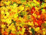 â™¥    Autumn Leaves     â™¥