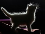 Kitten Silloette