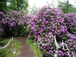 Rhododendron