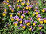 pansies Flowers at Edmonton garden 09