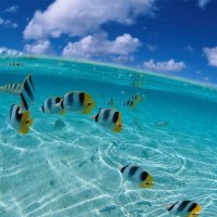 Clear Blue Water Ocean Life