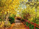 Autumn Path
