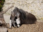 Giant Anteater and Baby.
