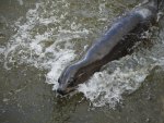 Female Sealion at Speed.