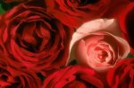 ROSAS VERMELHAS & ROSA