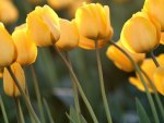 TULIPAS AMARELA