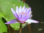 FLOR DE LOTUS