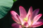 FLOR DE LOTUS