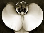 ORQUIDEA EM PRETO & BRANCO