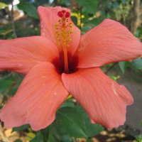 HIBISCUS
