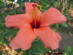 HIBISCUS