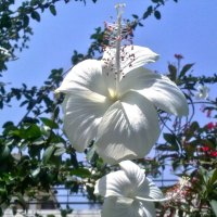 HIBISCUS BRANCO