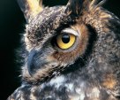 Great Horned Owl