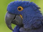 Blue Parrot