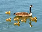 Canada Geese in Spring with Gosslings