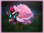 ~~Butterfly Rose~~