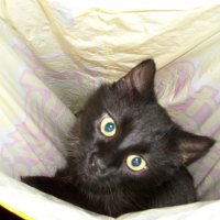 Cat in a bag
