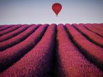 Balloon for Purple-Haze over Lavenders