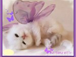 "Butterfly Kitty"