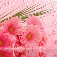 Pink gerberas