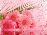 Pink gerberas