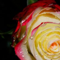 WET ROSE