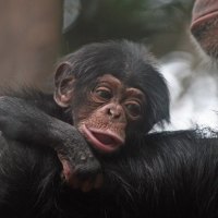 Chimp Baby