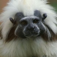 COTTON-TOP TAMARIN